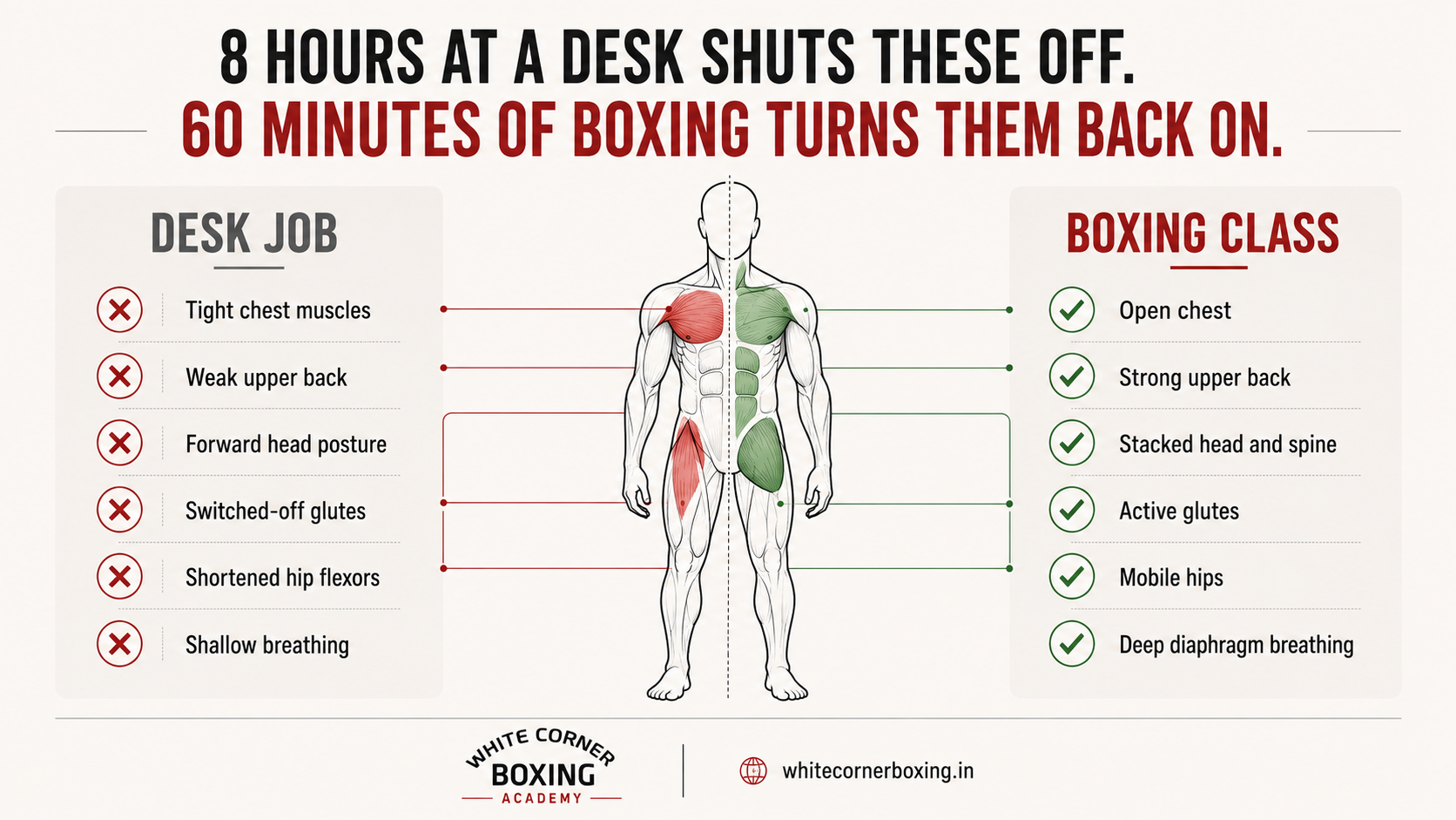 Infographic comparing muscles deactivated by desk work versus muscles activated by boxing training